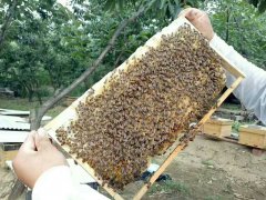 纯蜂蜜